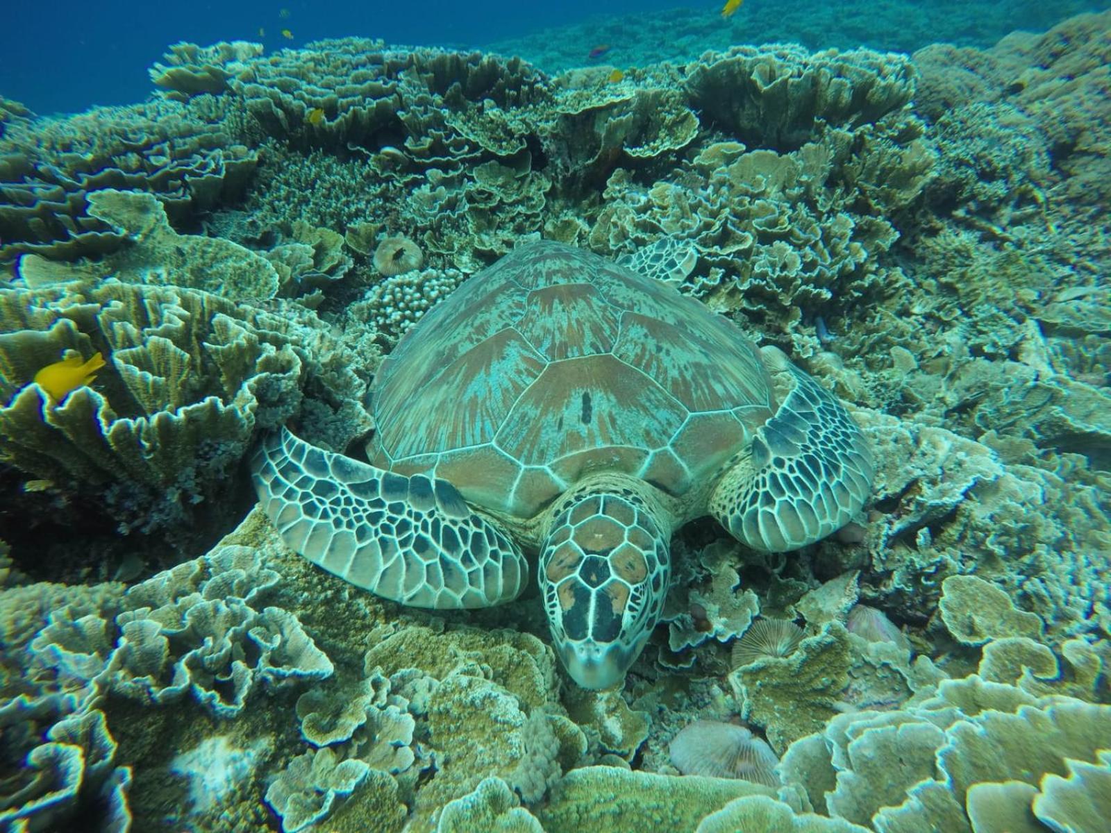 Fantastic Cottages Gili Meno Rom bilde